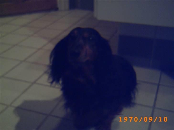 Gravhund Bellis billede 2