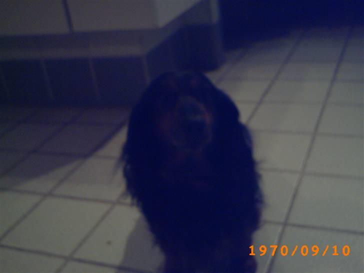 Gravhund Bellis billede 3