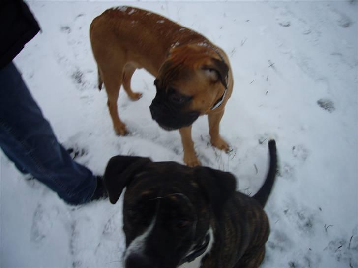 Blanding af racer Constantin billede 16