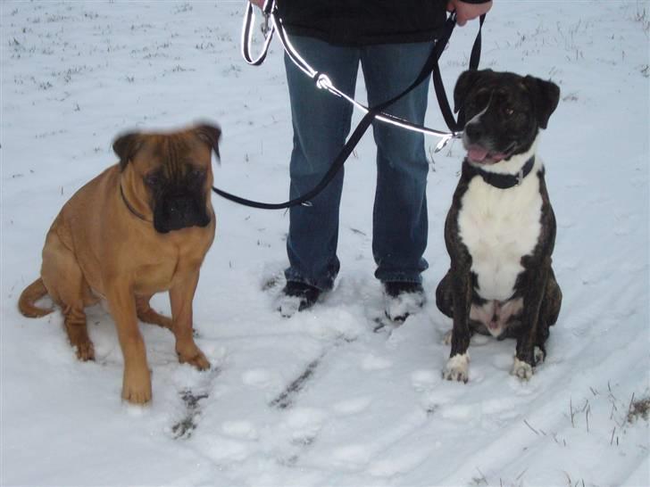 Blanding af racer Constantin billede 17