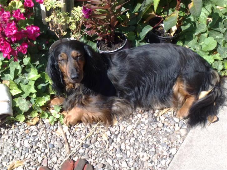 Gravhund Bellis - Da det var sommer =) billede 4