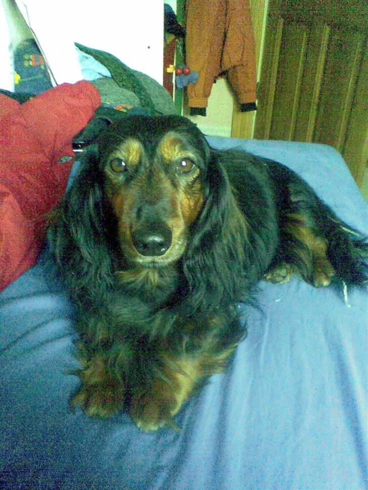 Gravhund Bellis billede 5