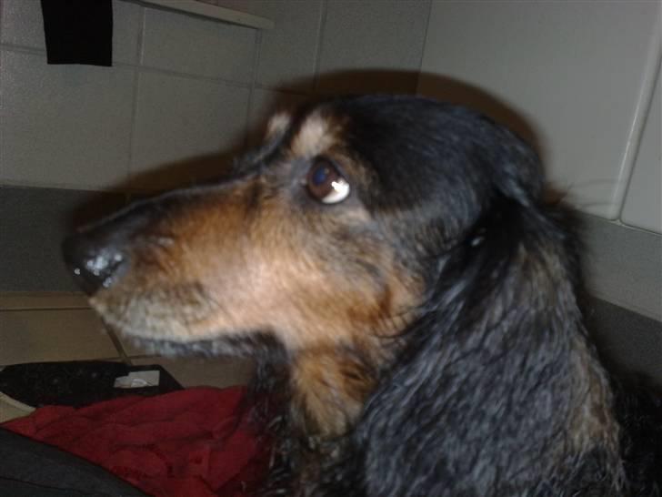 Gravhund Bellis - Da hun var kommet ud af bad =) billede 6