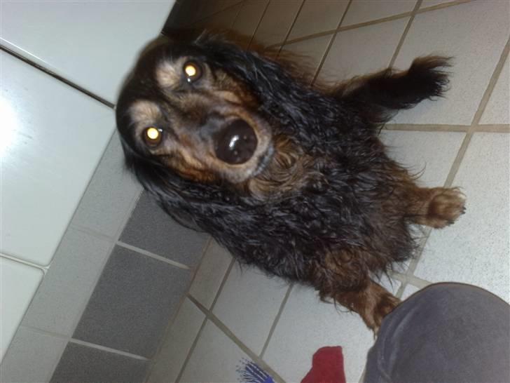 Gravhund Bellis - Da hun var kommet ud af bad =) billede 7