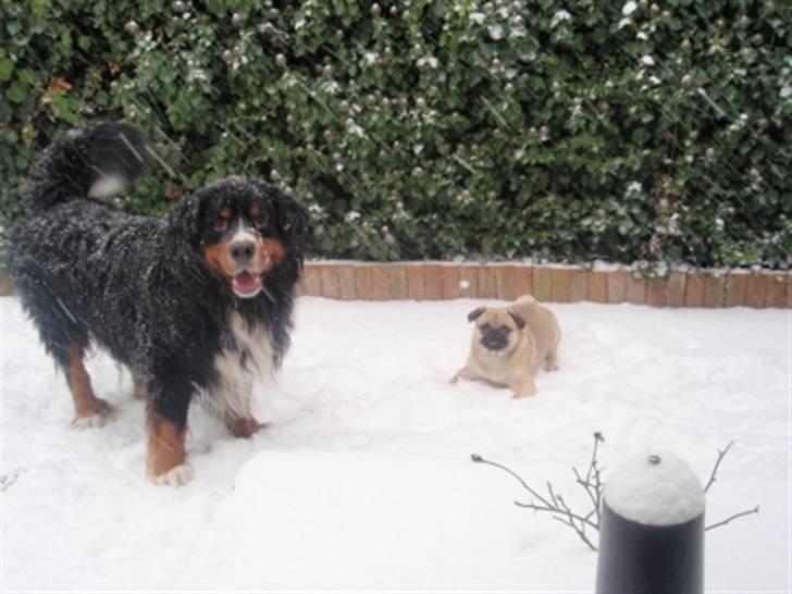 Mops Milo - Her er jeg ude og lege i sneen med min yndlings-"storebror", Berner Sennen Oliver ;> billede 15