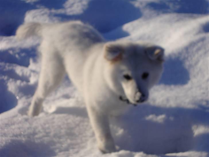 Samojedhund / labrador. Buddy - (billede 12) billede 12