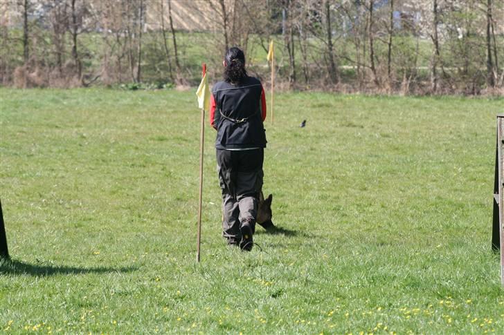Schæferhund Sara - her går Sara spor og er kommet godt fra start pinden af. billede 14
