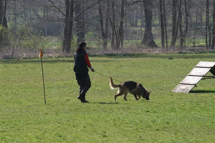 Schæferhund Sara - Her starter hun op på sporet billede 15
