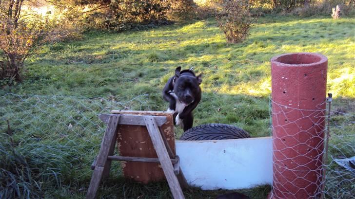 Blanding af racer muss billede 6