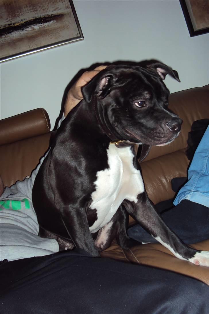 Blanding af racer muss billede 7