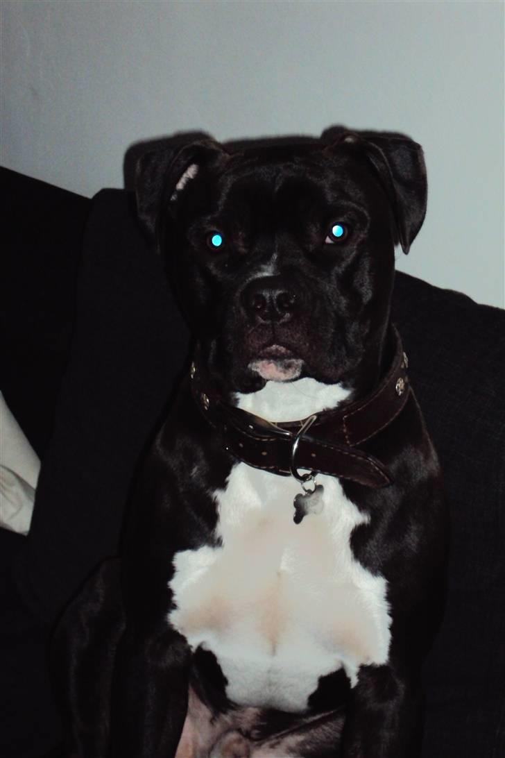 Blanding af racer muss billede 8