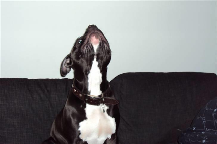 Blanding af racer muss billede 9