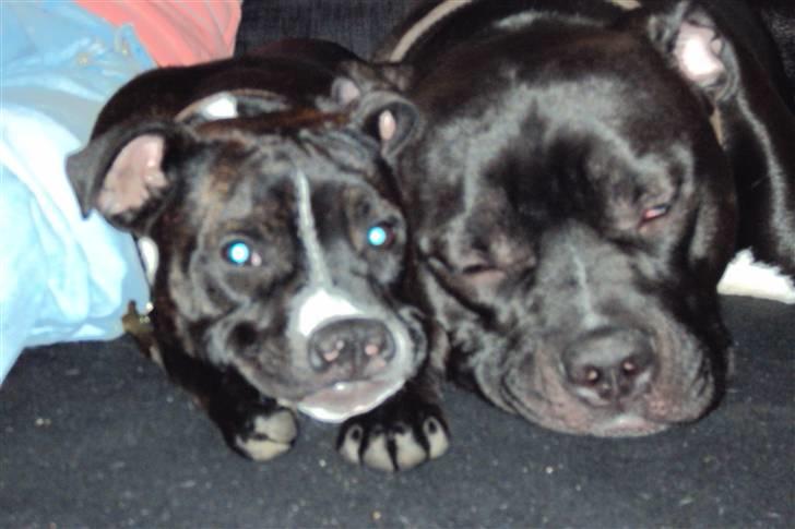 Blanding af racer muss billede 10