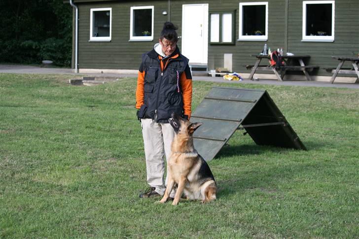 Schæferhund Sara - Her tager hun kontakt til føren før vi går i gang med træningen. billede 16