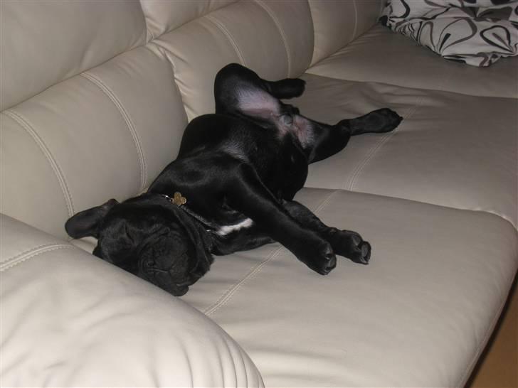 Fransk bulldog Bullinium's Jackpot billede 15