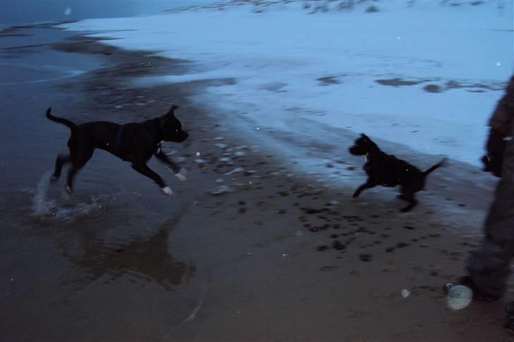 Blanding af racer muss billede 12