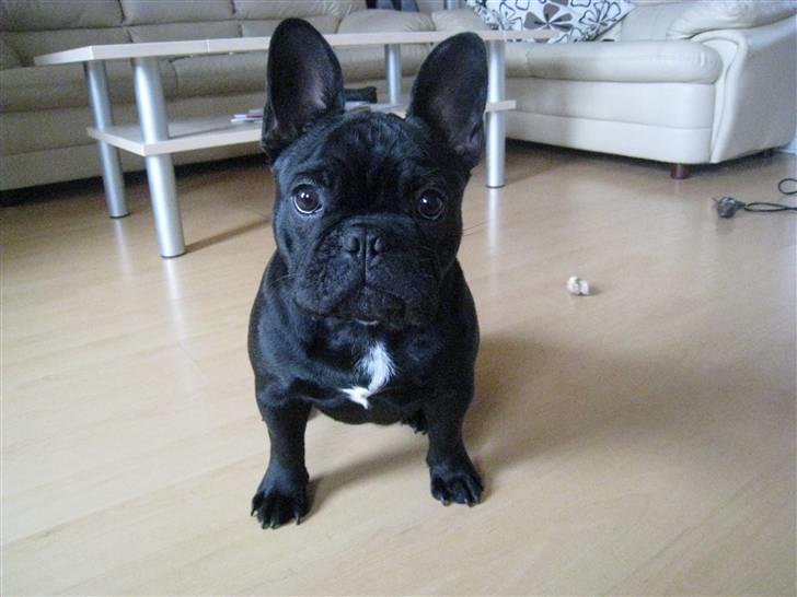Fransk bulldog Bullinium's Jackpot billede 16