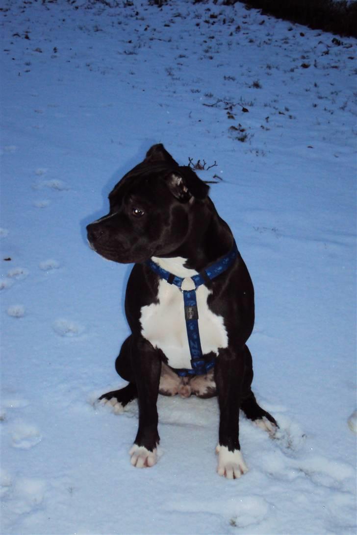 Blanding af racer muss billede 13