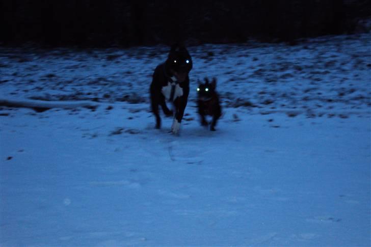 Blanding af racer muss billede 14