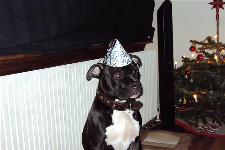 Blanding af racer muss billede 15