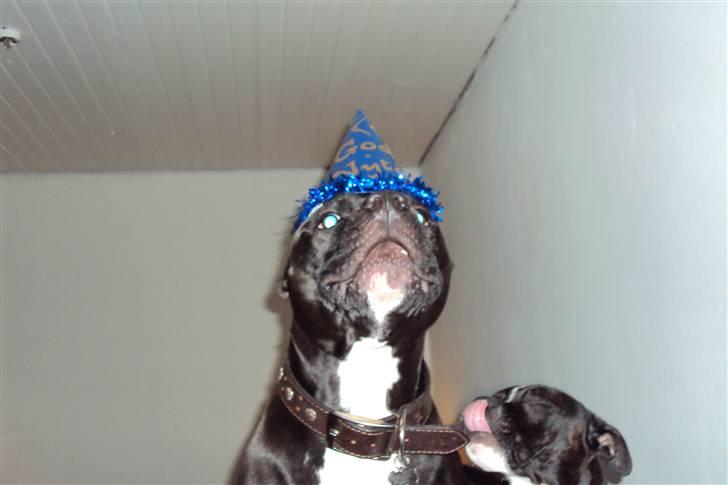 Blanding af racer muss billede 16