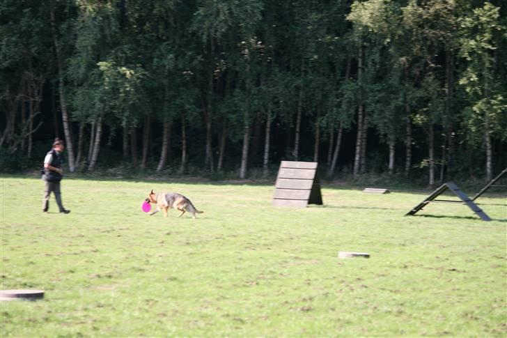 Schæferhund Sara - Her kommer hun med en flisbue som hun har fundet. billede 17