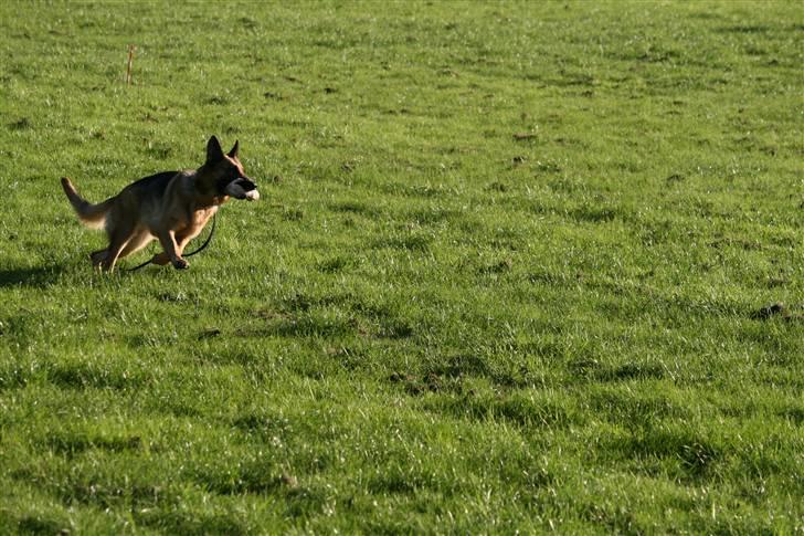 Schæferhund Sara - her kommer hun med en genstand som er blevet lagt ud. billede 18