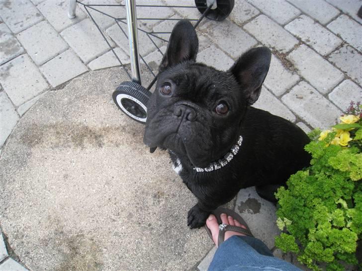Fransk bulldog Bullinium's Jackpot billede 17