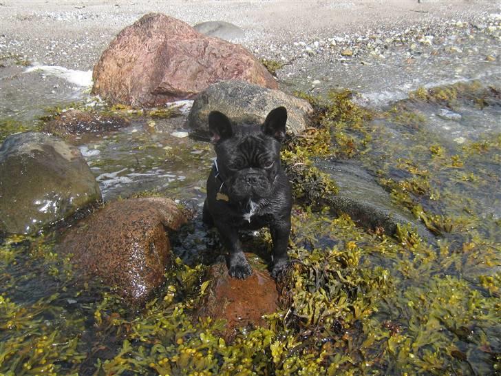 Fransk bulldog Bullinium's Jackpot billede 18