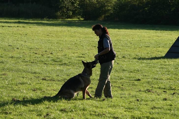 Schæferhund Sara - Her kommer hun pænt ind og aflevere sin genstand. billede 19