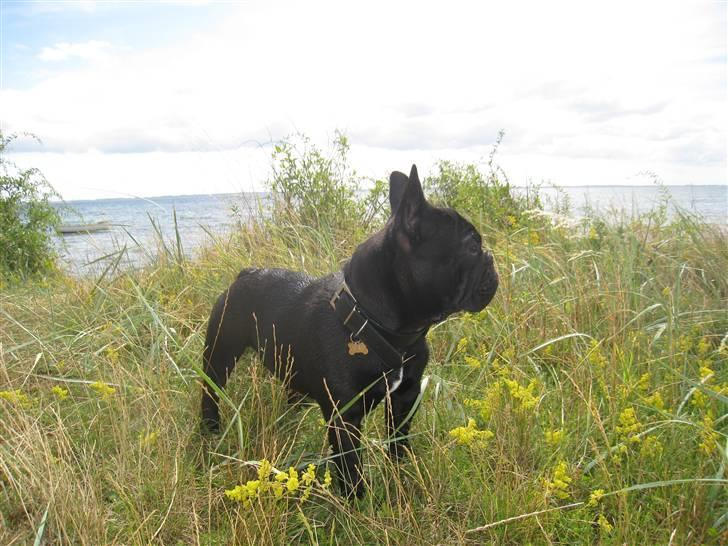 Fransk bulldog Bullinium's Jackpot billede 19