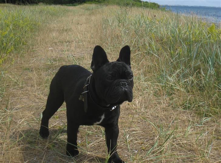 Fransk bulldog Bullinium's Jackpot billede 20