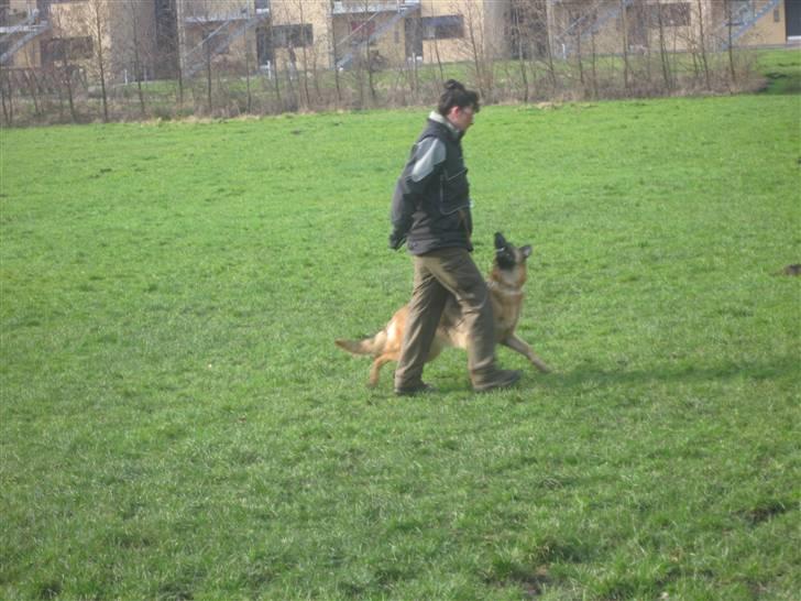 Schæferhund Sara - Her går Sara en flot fri ved fod der er god kontakt til føre. billede 20
