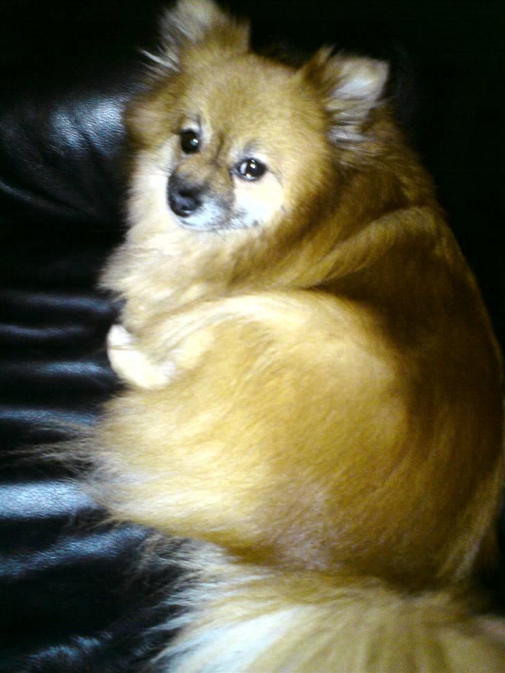 Pomeranian RIP Trikkie <3 2002 -2012 billede 5