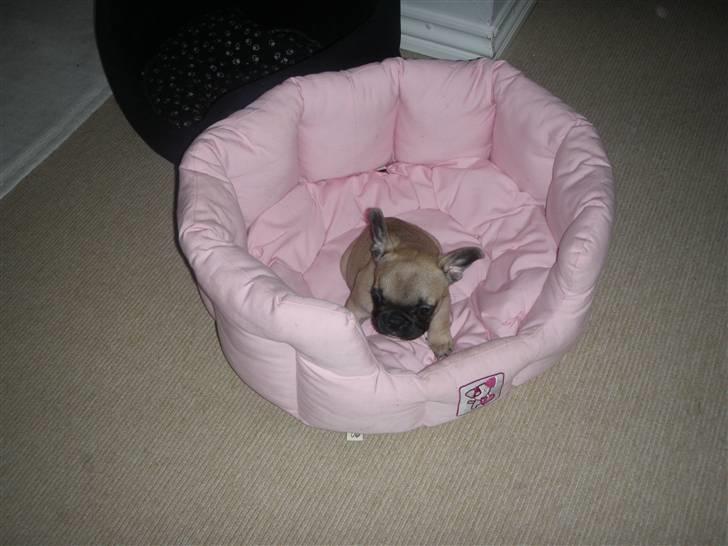 Fransk bulldog Lisbeth billede 1