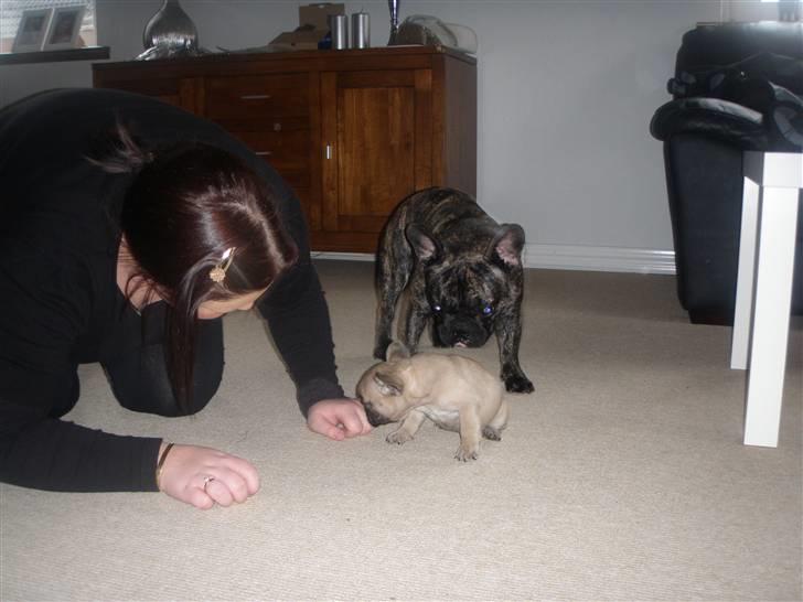 Fransk bulldog Lisbeth billede 3