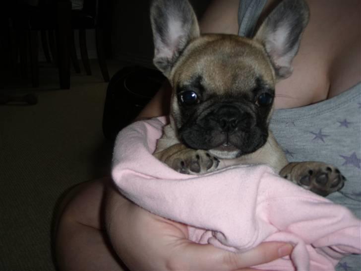 Fransk bulldog Lisbeth billede 4