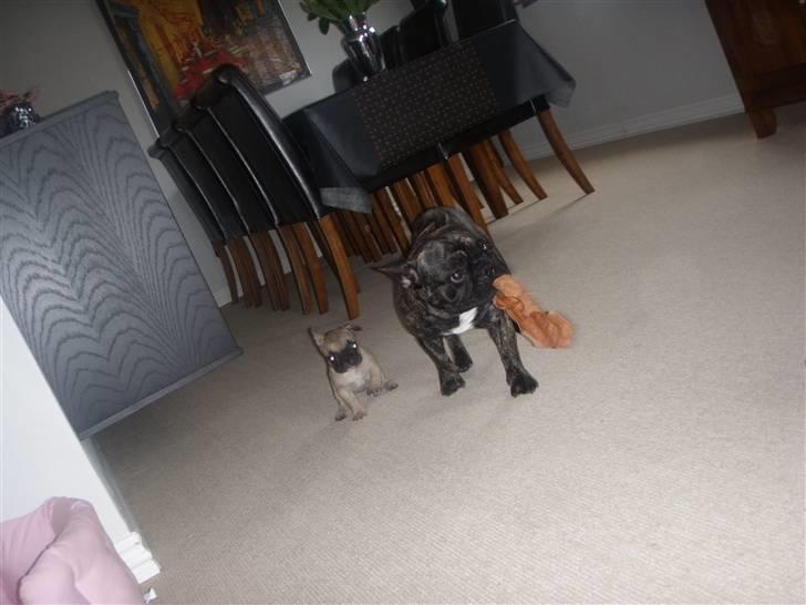 Fransk bulldog Lisbeth billede 5