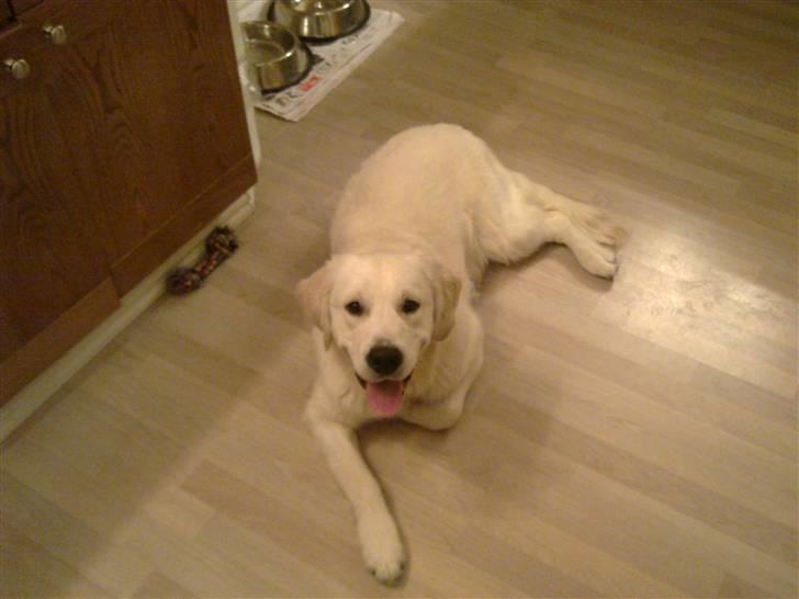 Golden retriever Woodstar Tilo billede 2