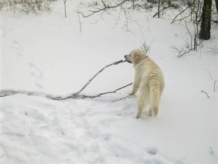 Golden retriever Woodstar Tilo billede 3