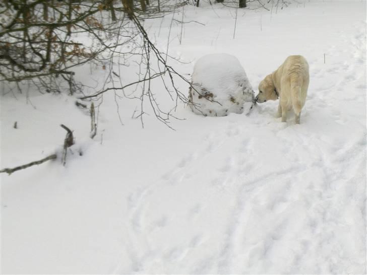 Golden retriever Woodstar Tilo billede 4
