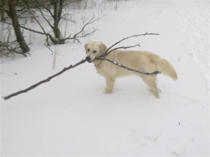 Golden retriever Woodstar Tilo billede 5