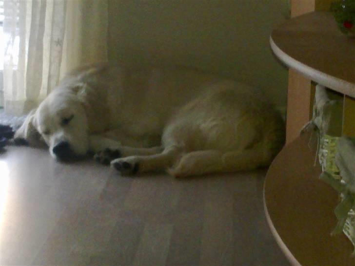 Golden retriever Woodstar Tilo billede 7