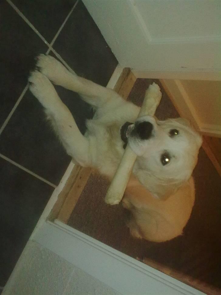 Golden retriever Woodstar Tilo billede 8