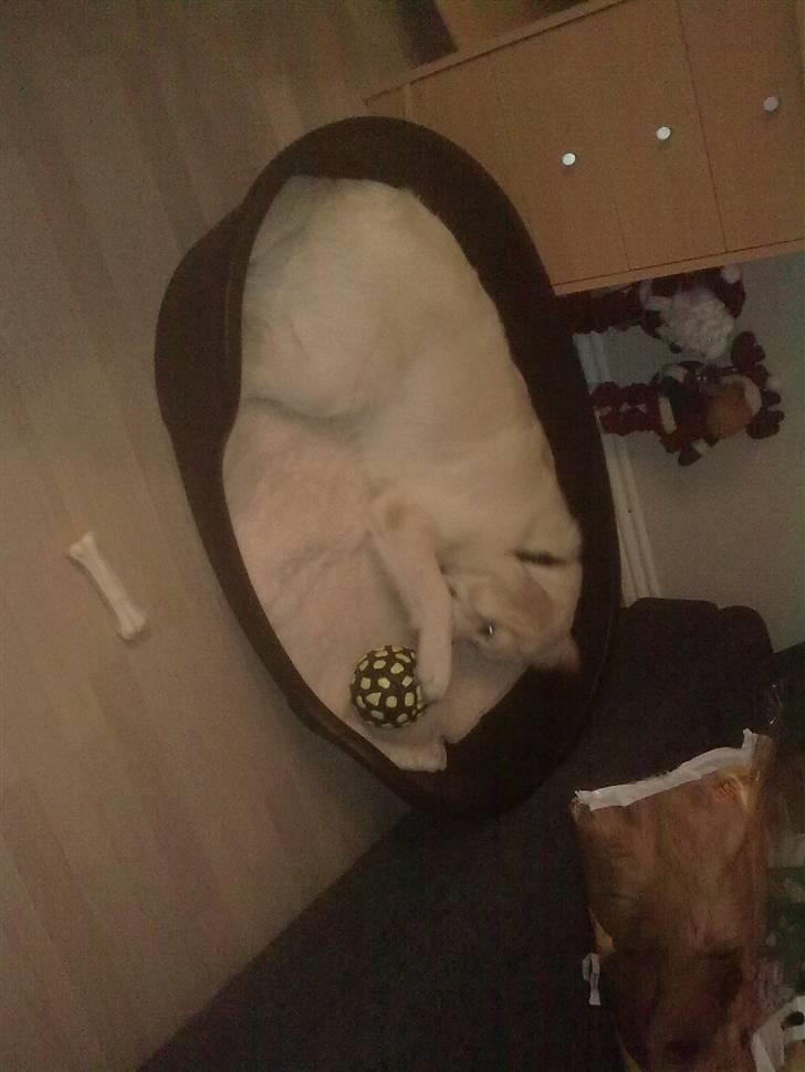 Golden retriever Woodstar Tilo billede 9