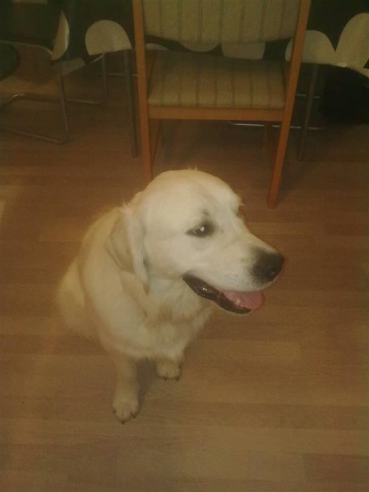 Golden retriever Woodstar Tilo billede 10