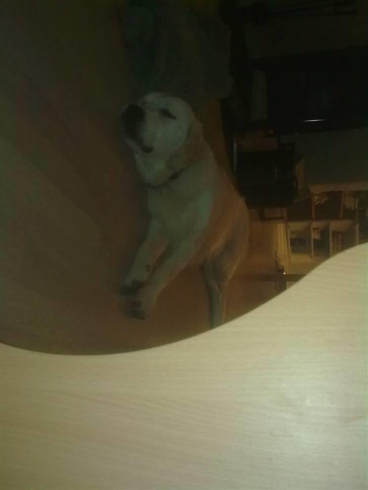 Golden retriever Woodstar Tilo billede 11