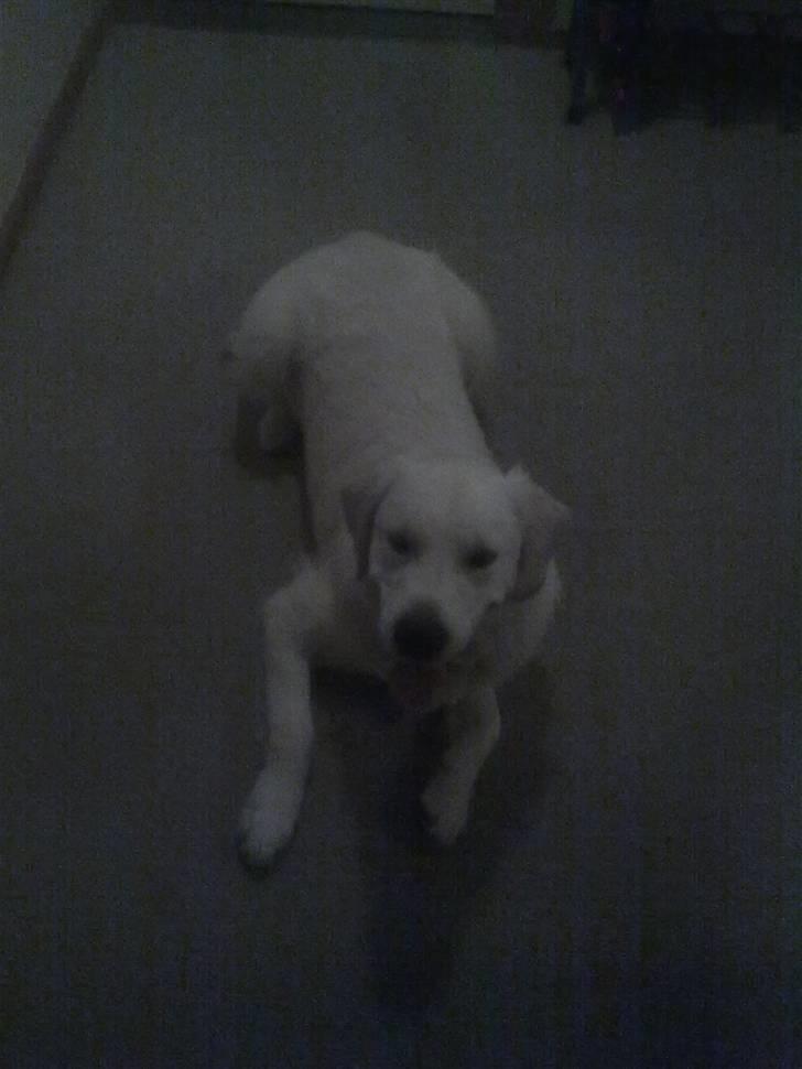 Golden retriever Woodstar Tilo billede 12