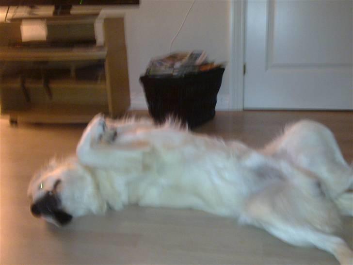 Golden retriever Woodstar Tilo billede 15