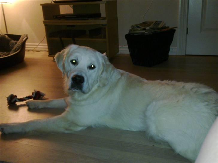 Golden retriever Woodstar Tilo billede 16